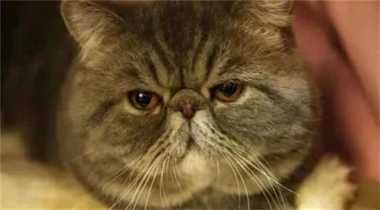 猫咪知识40条，全面解锁喵主子的小秘密