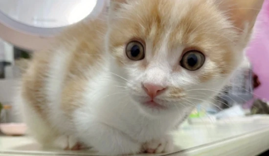 How to feed a full-moon kitten