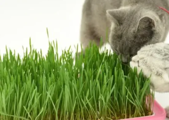 At what age can cats eat cat grass?