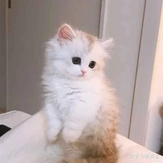 Pay attention to these signs before your cat dies.