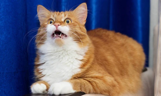 The cat kept purring.