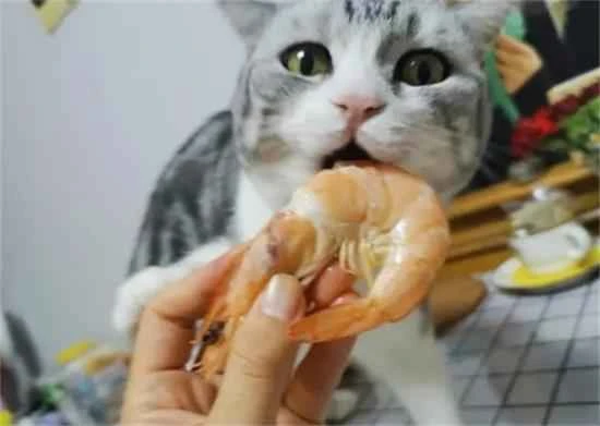 Can cats eat shrimp?