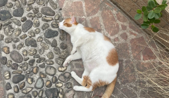 Why do kittens always like to lick their paws?