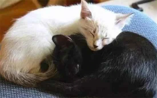 Why do white cats sometimes give birth to black cats?