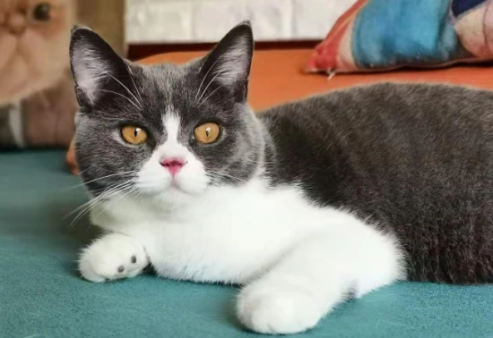 At what age is a cat considered an adult?