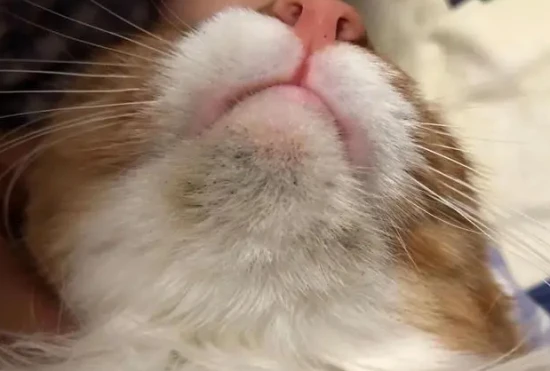 How to treat black chin in cats