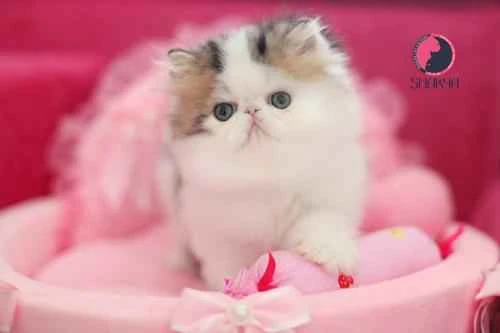 How to help an overweight cat lose weight?