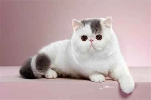 Is catnip, which cats love, harmful?