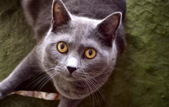 Why is my cat making a gurgling sound?