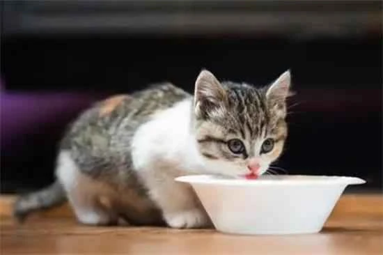 What to feed kittens during weaning