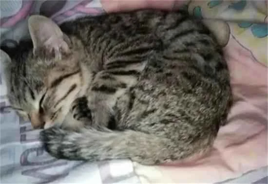 How long do cats sleep?