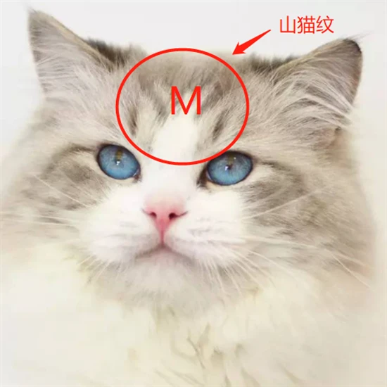 What causes bald patches on the fur above a cat's eyes?