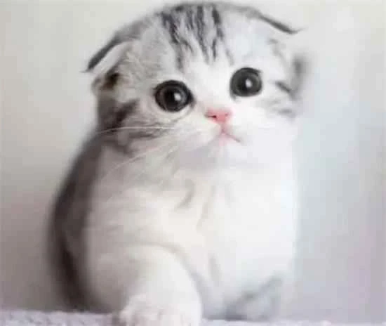 How to prevent diseases in Scottish Fold cats