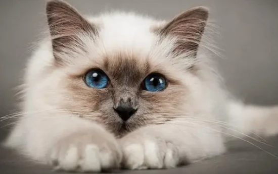 Why would a cat suddenly bite its owner?