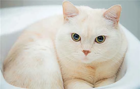 Why do cats make nasal humming sounds? What does it mean when a cat makes a nasal humming sound?