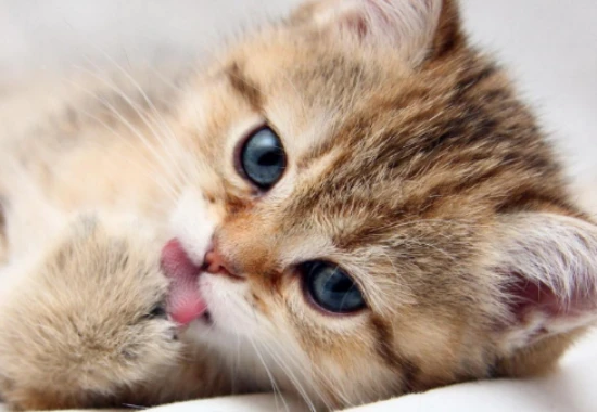 Two breeds that are not recommended for first-time cat owners!