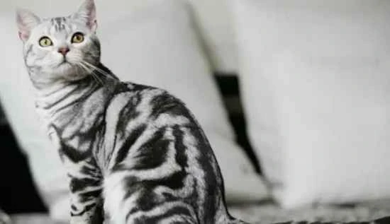 How to take a cat's temperature - the best method