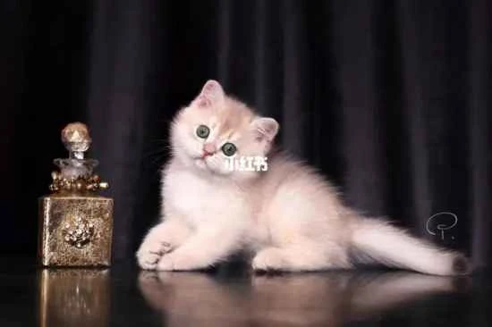 What kind of cat food should a 2-month-old kitten eat?