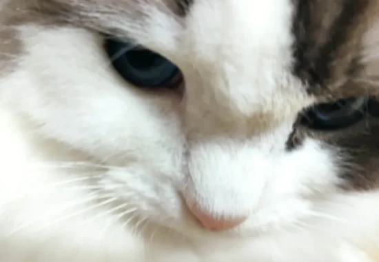 What are some common reactions cats have when they are under a lot of stress?