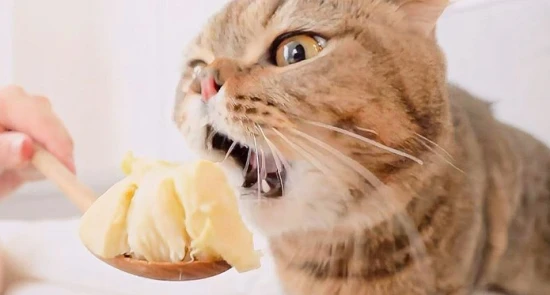 Can cats eat durian?