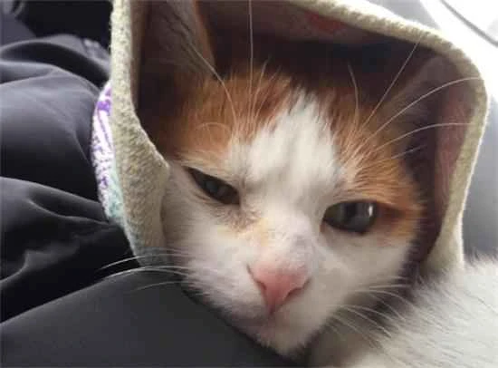 Can a cat eat aphrodisiac powder for its entire life?