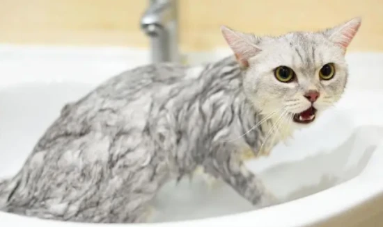 How long after a bath can a cat be dewormed?