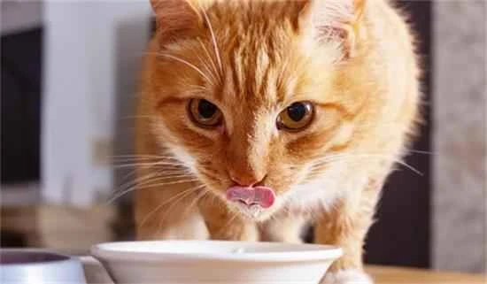 Dietary considerations for cats with kidney disease
