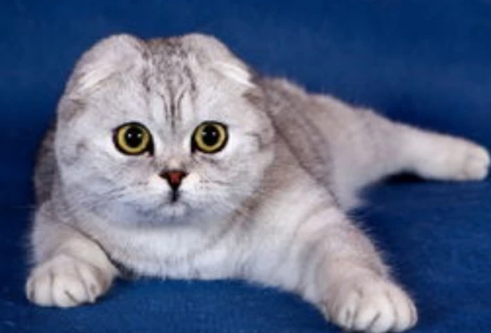 Will a cat experience stress after moving to a new home?