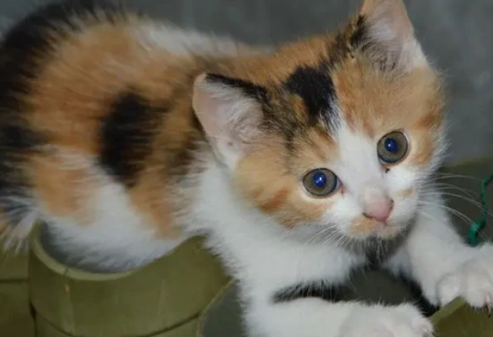 Harmful effects of tuna on cats 金枪鱼对猫的危害