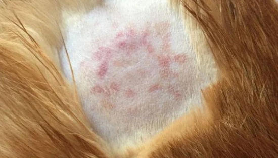 How much does a tube of cat ringworm ointment cost?