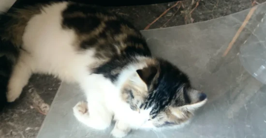 Can cats recognize their own kittens?