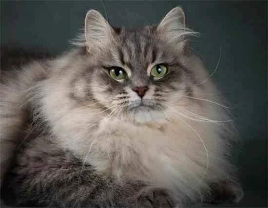 What is the personality of a Siberian cat?
