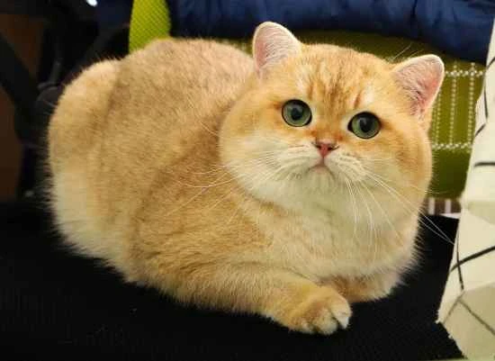 Can I feed my cat corn porridge?