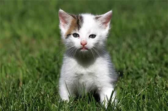 Did you know the benefits of feeding corn to cats?