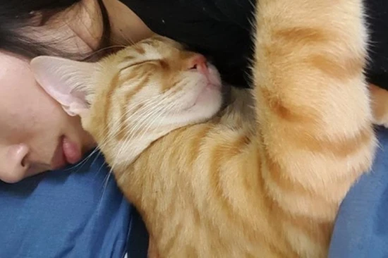 Do cats recognize their owners?