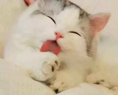 Why do cats still pee on blankets after being spayed/neutered?