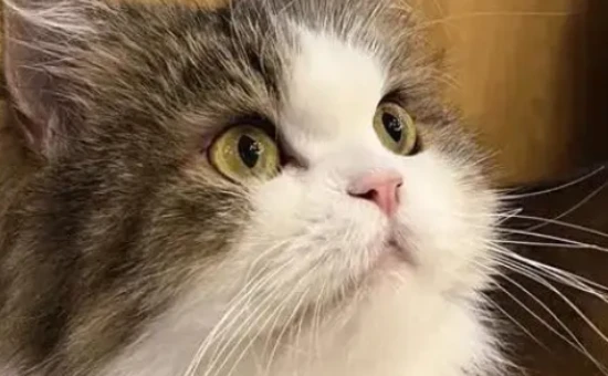 Can cats be brought on high-speed trains or regular trains? 猫能带上高铁或者火车吗