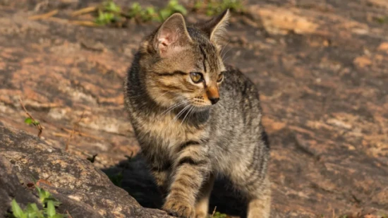 What breeds of stray cats are there?