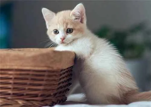 Can cats eat eggs? Is your cat suitable for eating eggs?