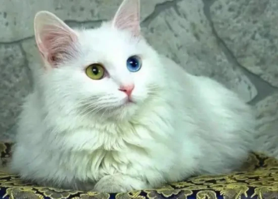 Can cats freeze to death in winter? Do you know what frostbite looks like in cats?