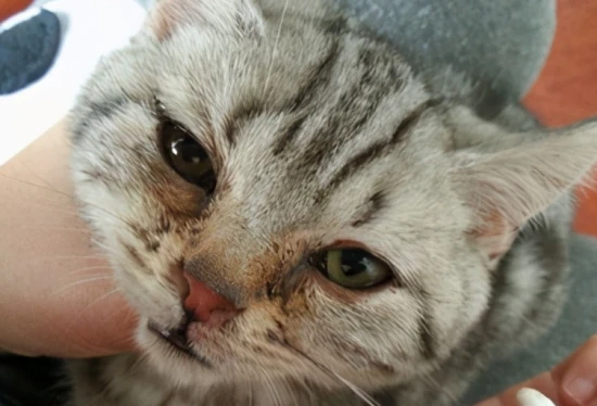 How to remove tear stains from cats