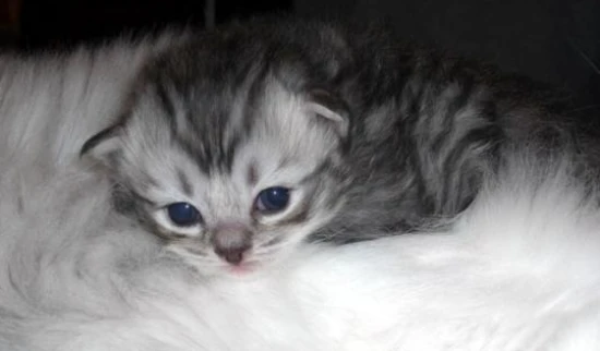 How long does it take for a kitten to adapt to a new environment? What should you pay attention to when changing a kitten's environment?