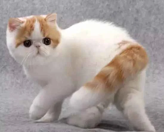 Why do cat whiskers always break?