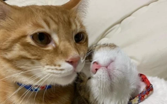 What causes excessive eye discharge in cats?