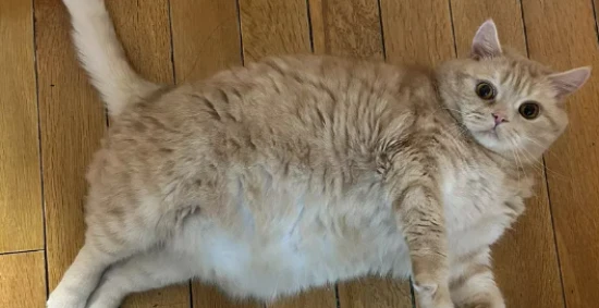 Are you familiar with obesity in pet cats?