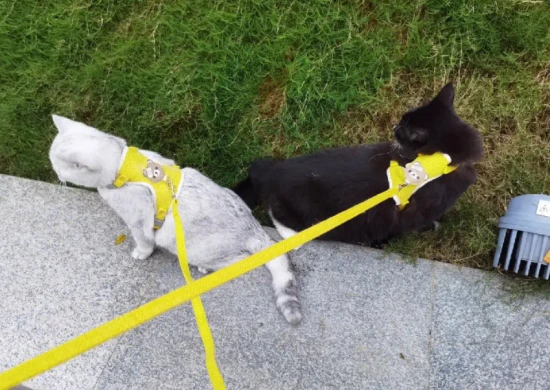 Is walking a cat good for it?