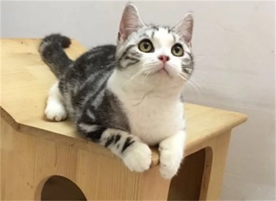 The golden period for cats to develop cheeks: When do cats develop cheeks?