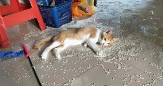 Signs a cat is spoiled