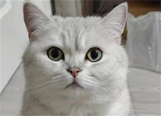 Why do cats always meow?