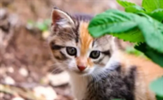 How to get rid of fleas on cats